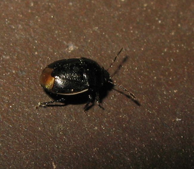 Cydnidae,  Legnotus sp.