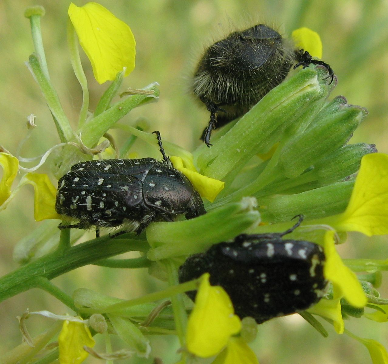 Tropinota hirta insieme a Oxythyrea funesta?