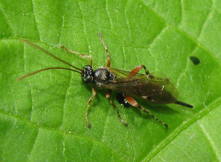 Ichneumonidae (Pimplinae?)