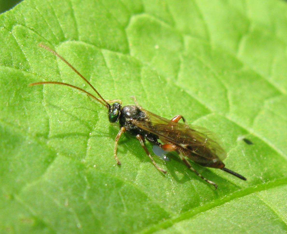 Ichneumonidae (Pimplinae?)