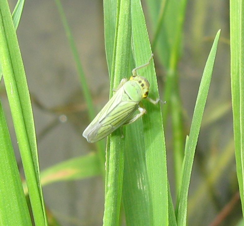 Cicadella viridis? S