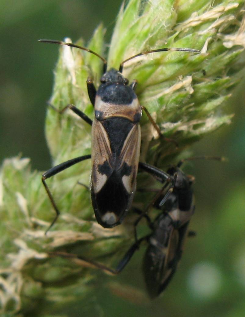 Lygaeidae: Raglius confusus dell''Emilia