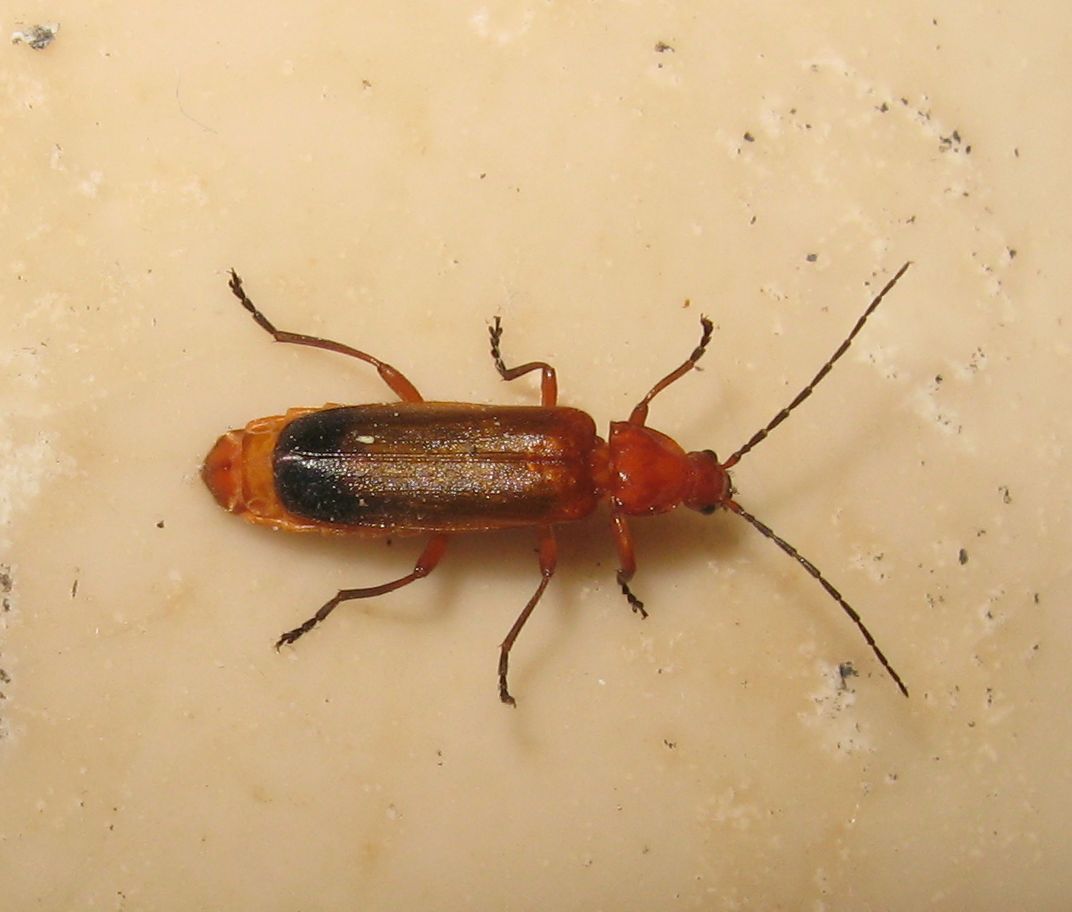 Cantharidae? Rhagonycha fulva