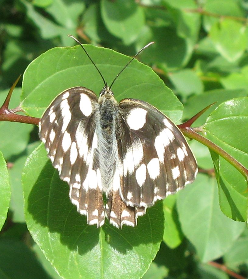 Melanargia galathea ?