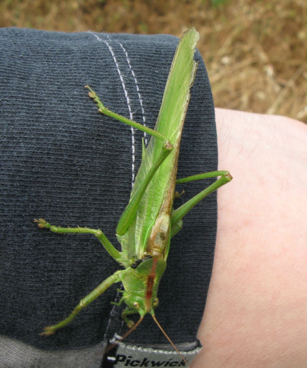 Tettigonia viridissima