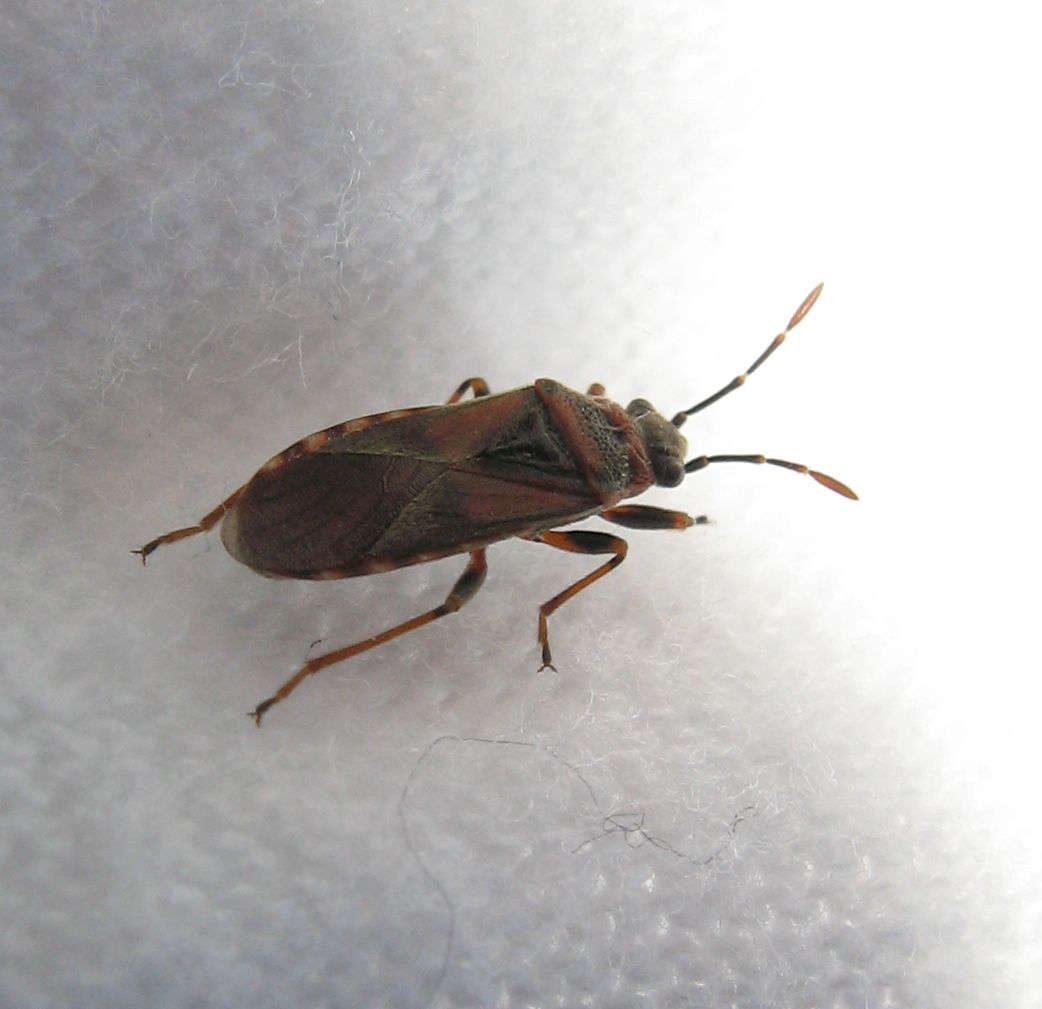 Lygaeidae: Arocatus melanocephalus dell''Emilia