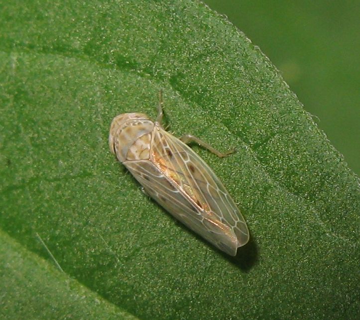 Cicadella sconosciuta