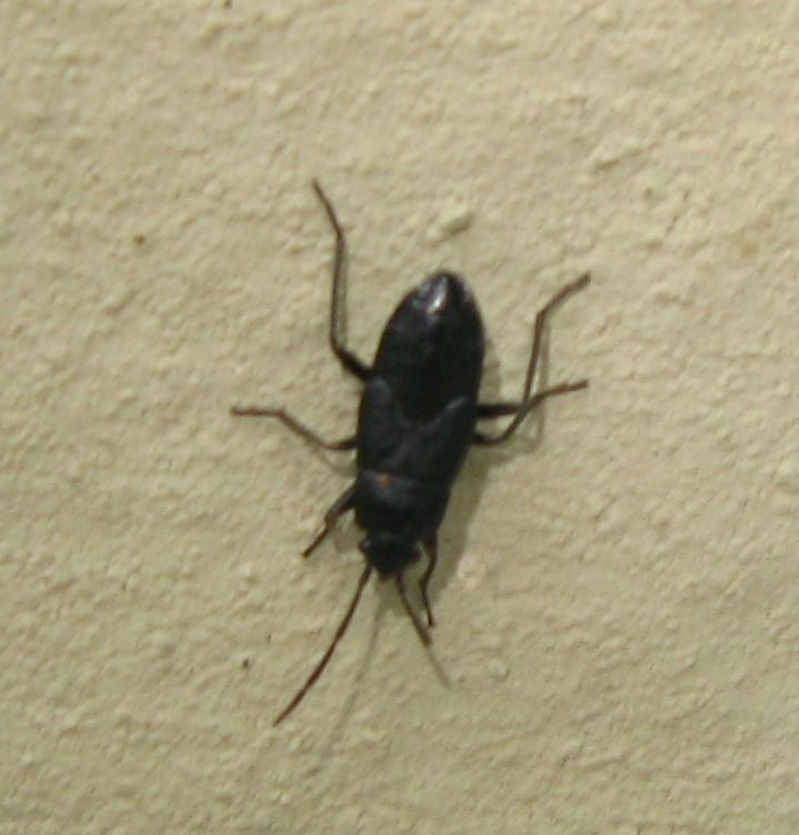 Giovane ligeide nero