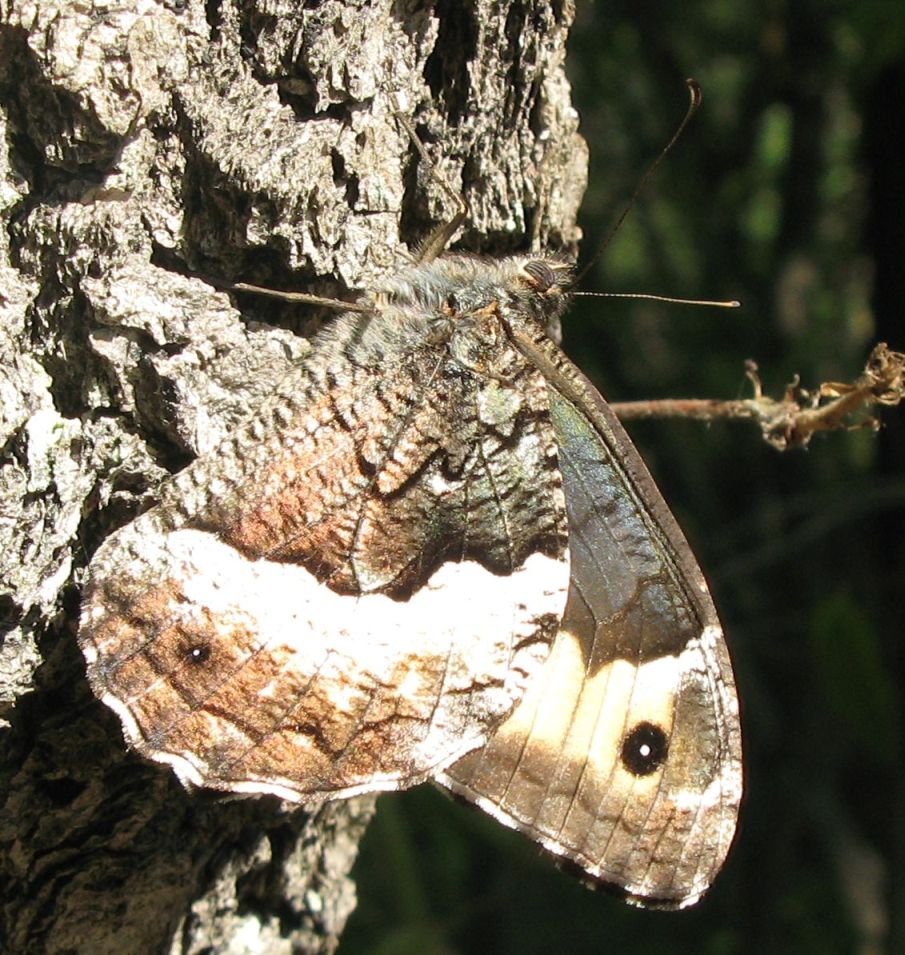 Nymphalidae da identificare