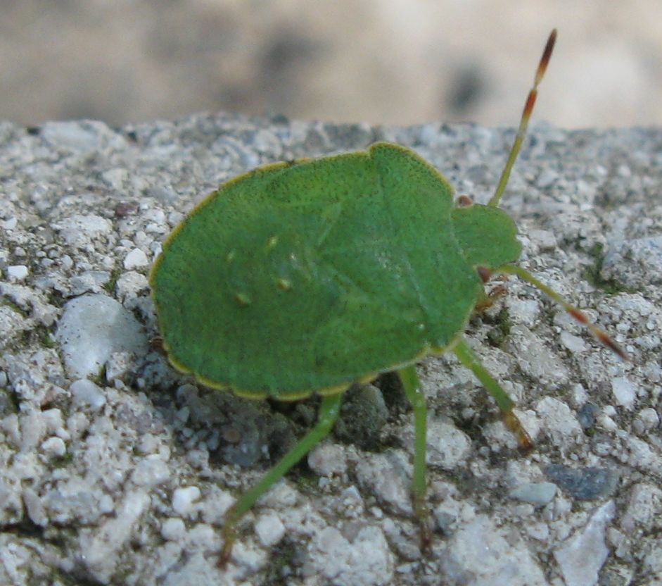 Tre eterotteri: Palomena, Neottiglossa e Rhynocoris