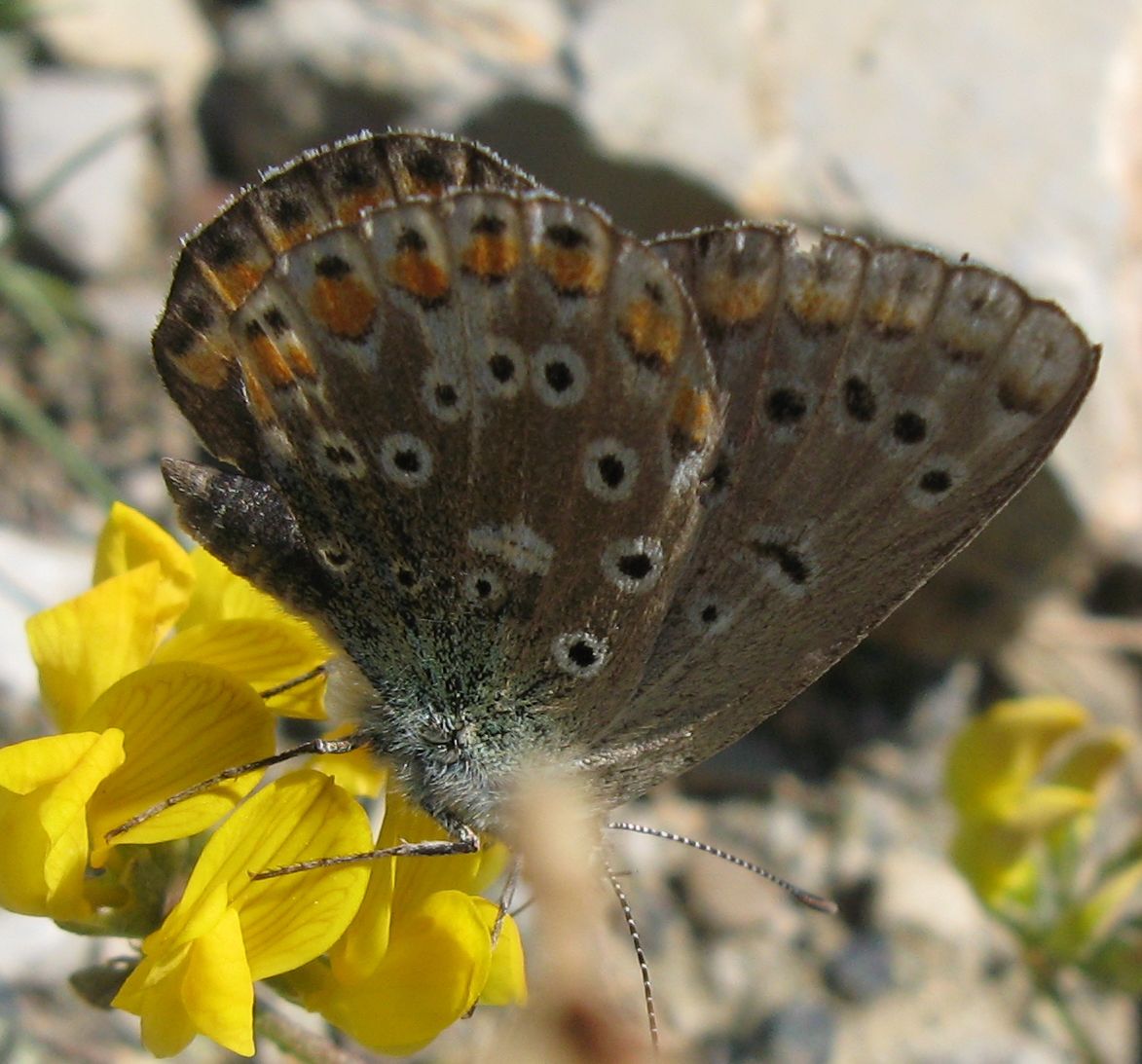 Polyommatus, Plebejus o altro?