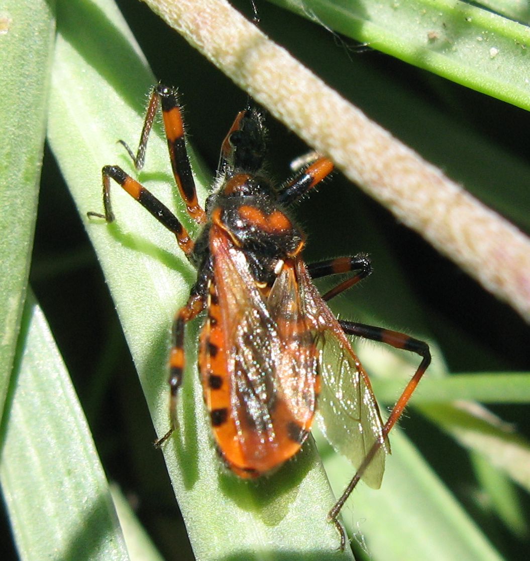 Tre eterotteri: Palomena, Neottiglossa e Rhynocoris