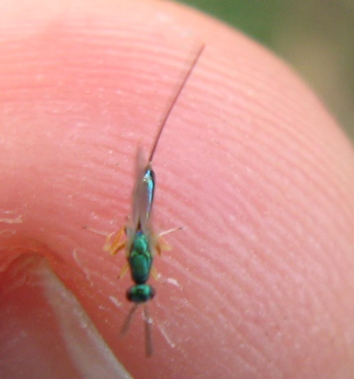 Piccolo imenottero sfocato...: Chalcidoidea Torymidae