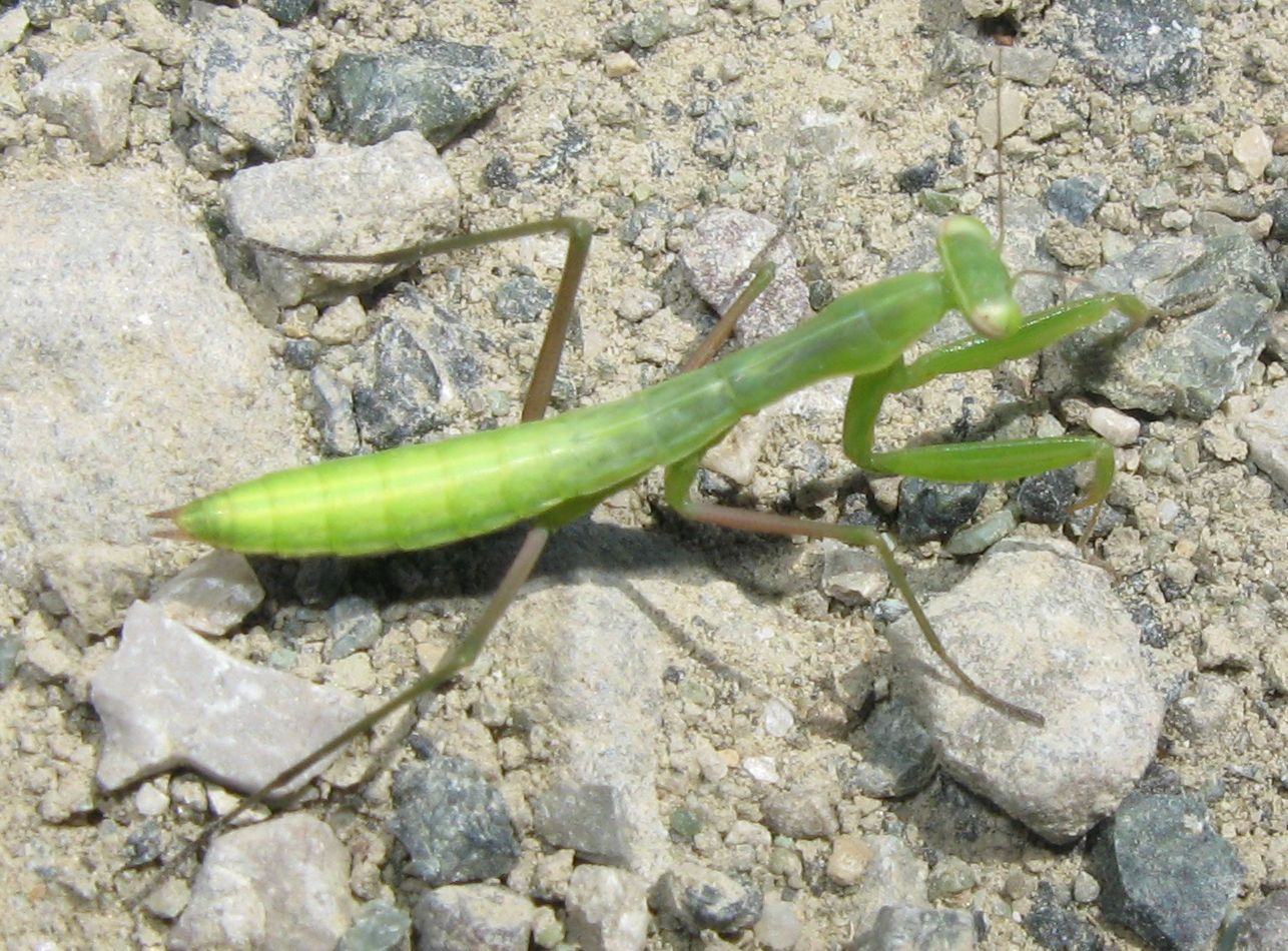 Giovane mantide