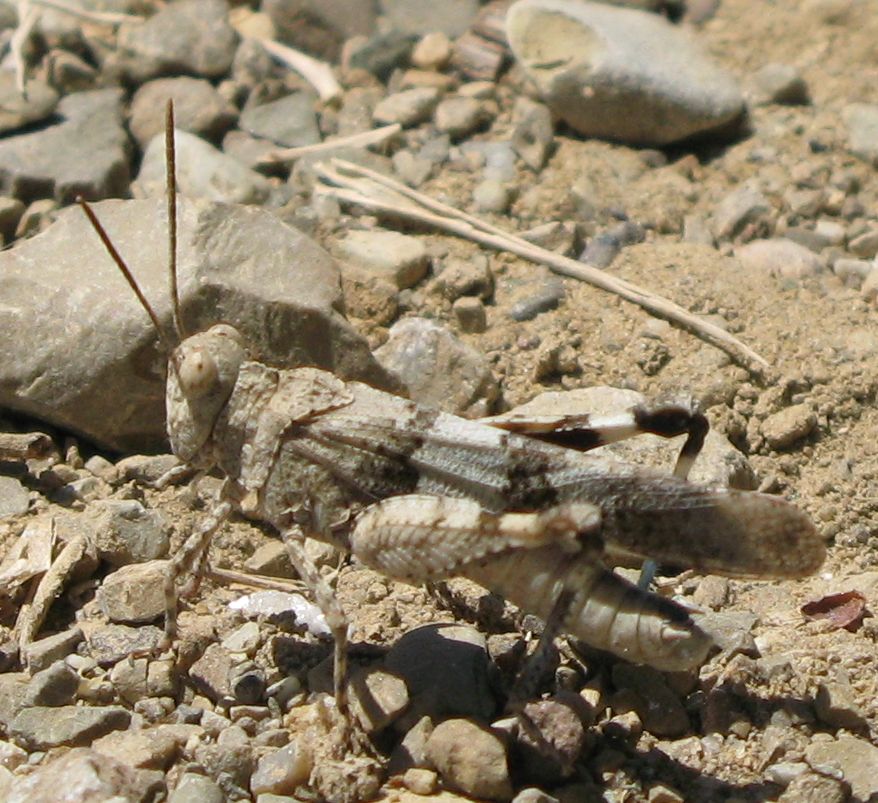 Maschio e femmina di Oedipoda caerulescens