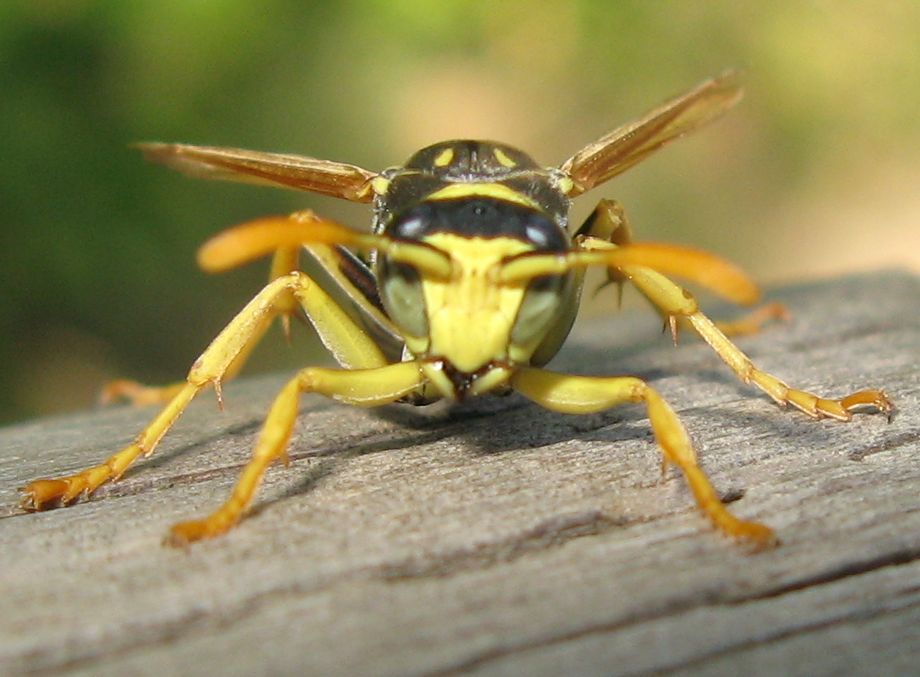 Polistes maschio