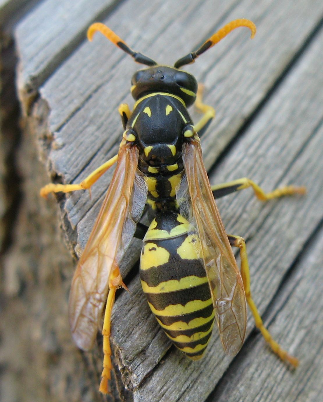 Polistes maschio