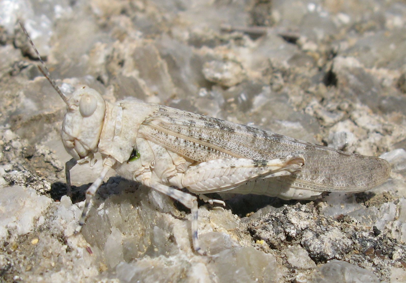 Maschio e femmina di Oedipoda caerulescens