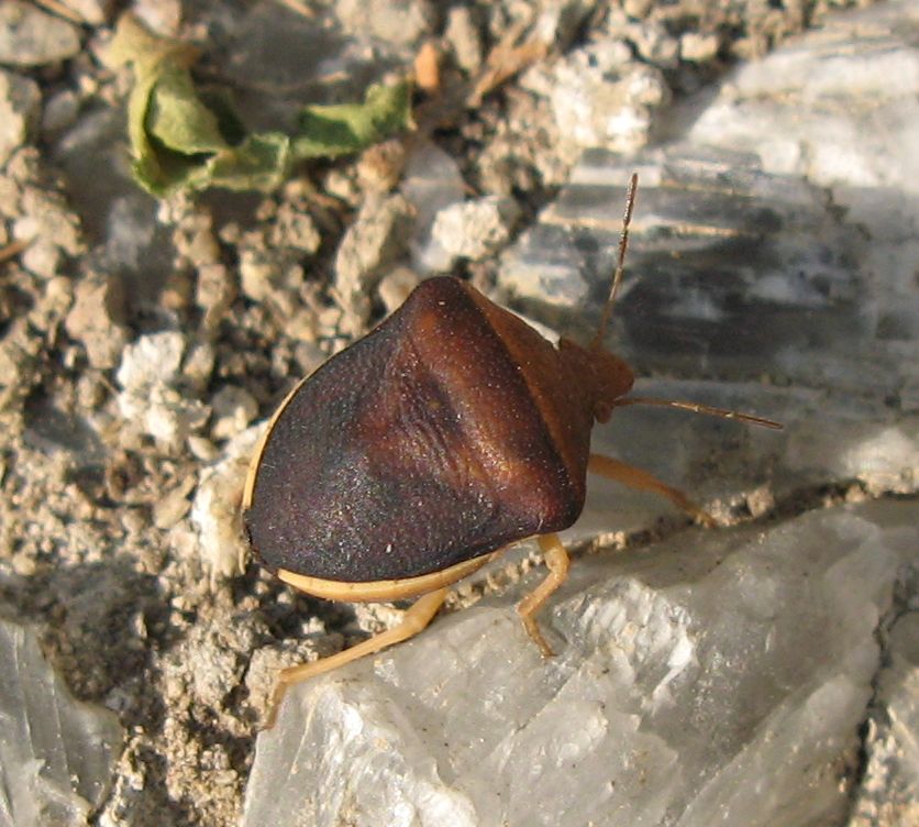 Pentatomidae: Ventocoris rusticus sui Gessi Bolognesi