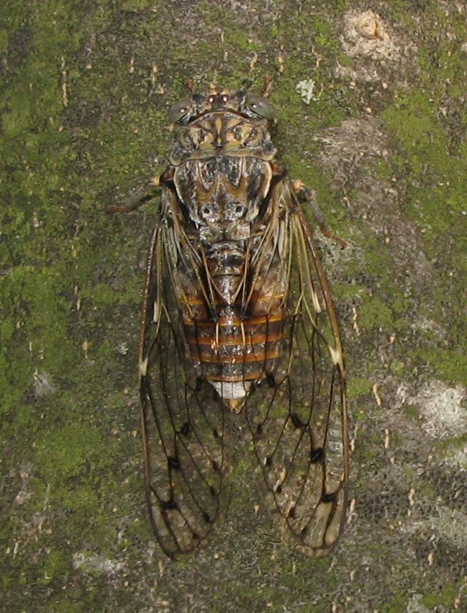 Cicada orni.......yes !