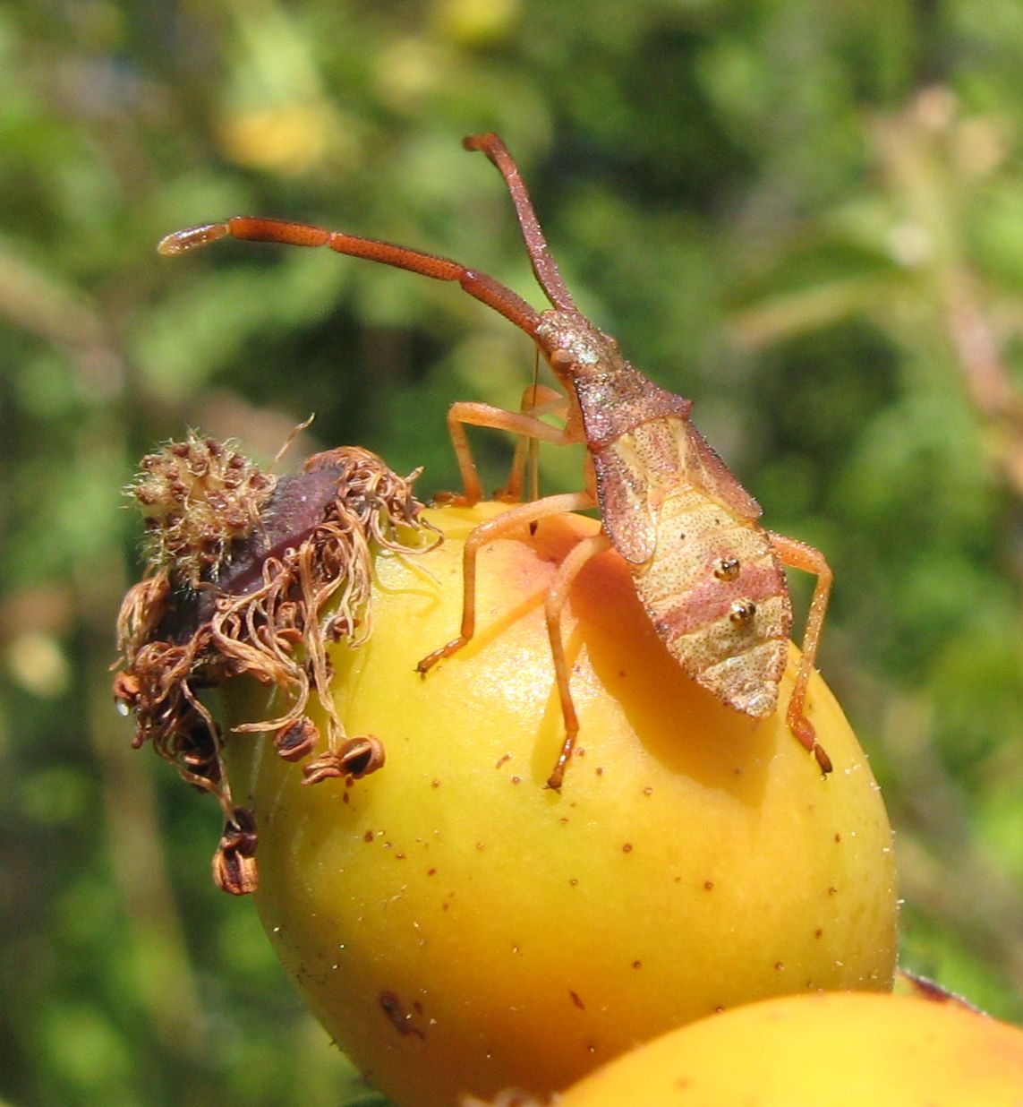 Gonocerus acuteangulatus, adulto e ninfa