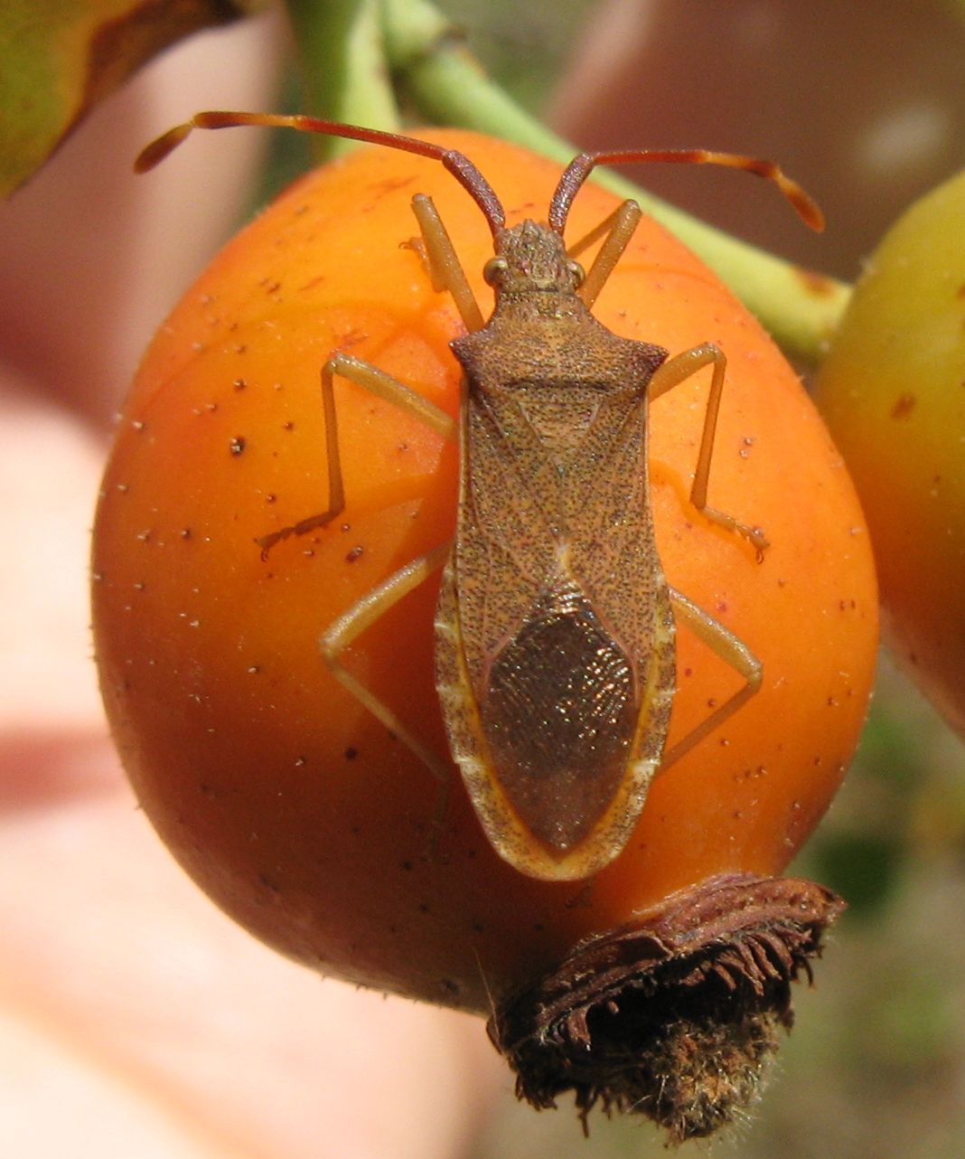 Gonocerus acuteangulatus, adulto e ninfa