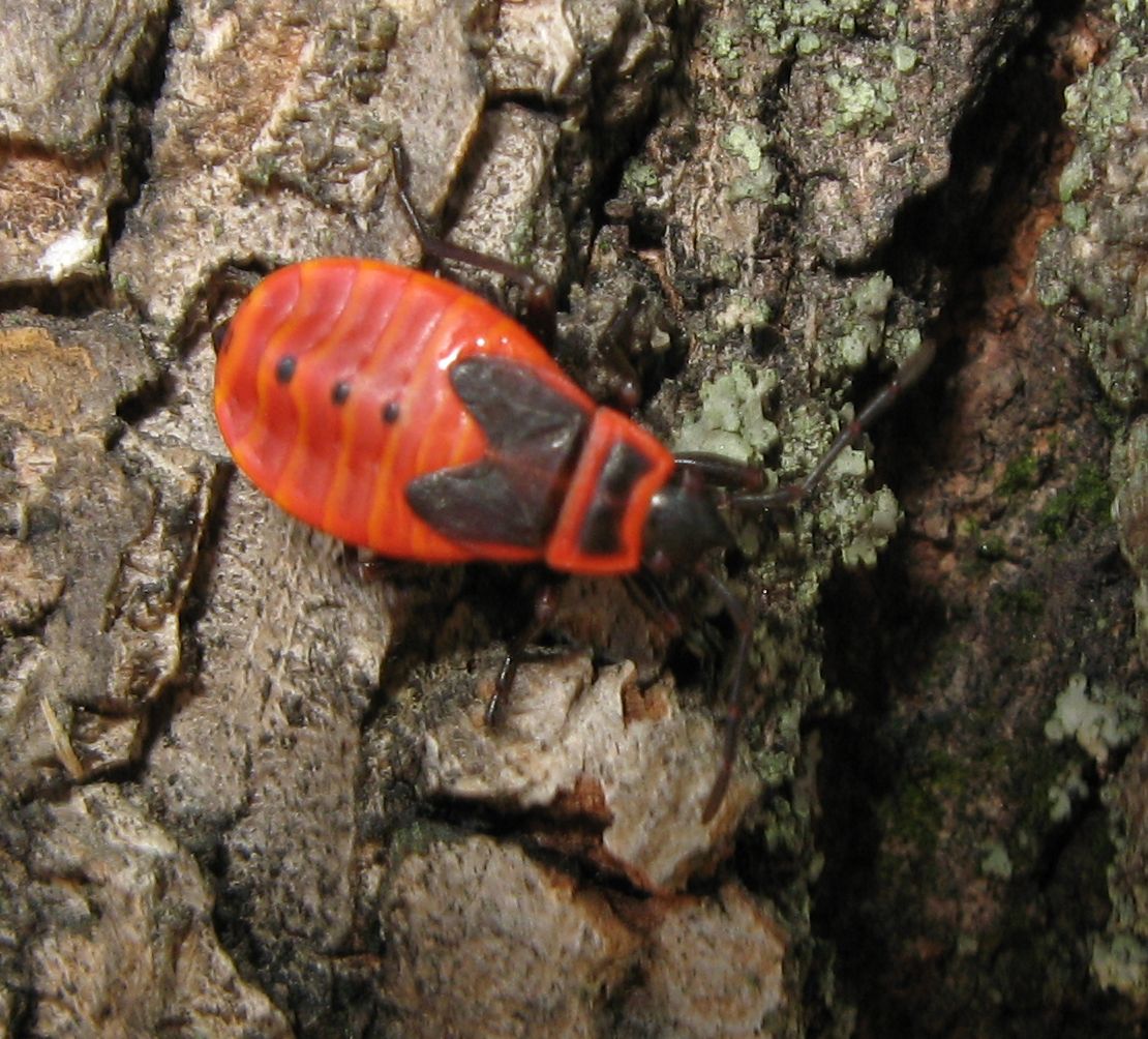 Albero invaso da ligeidi