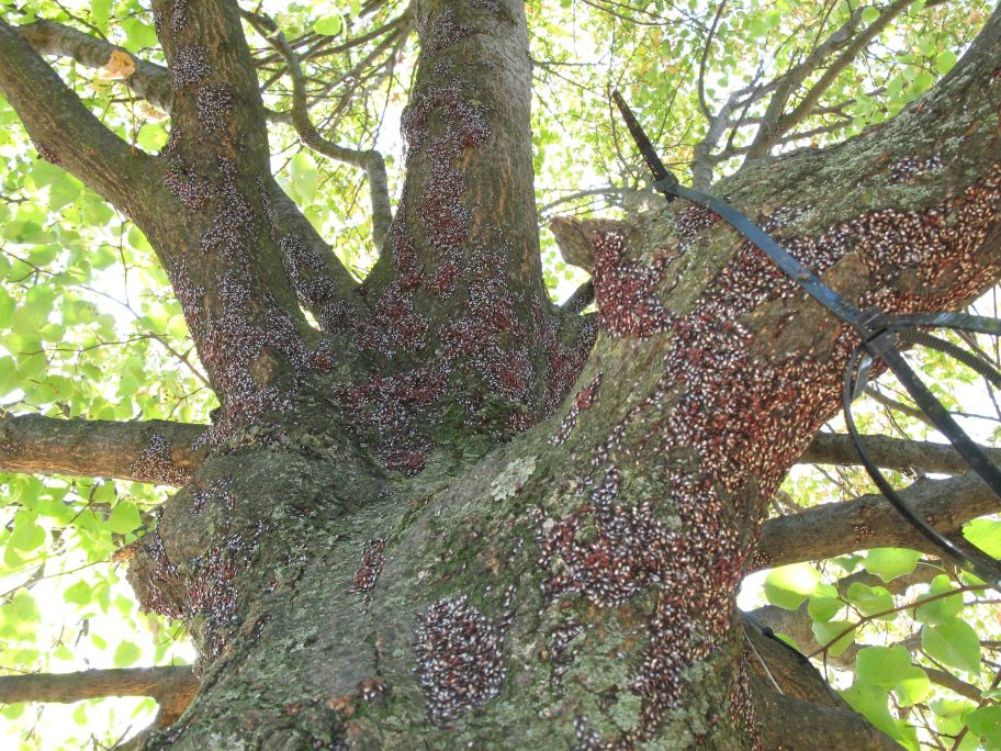 Albero invaso da ligeidi