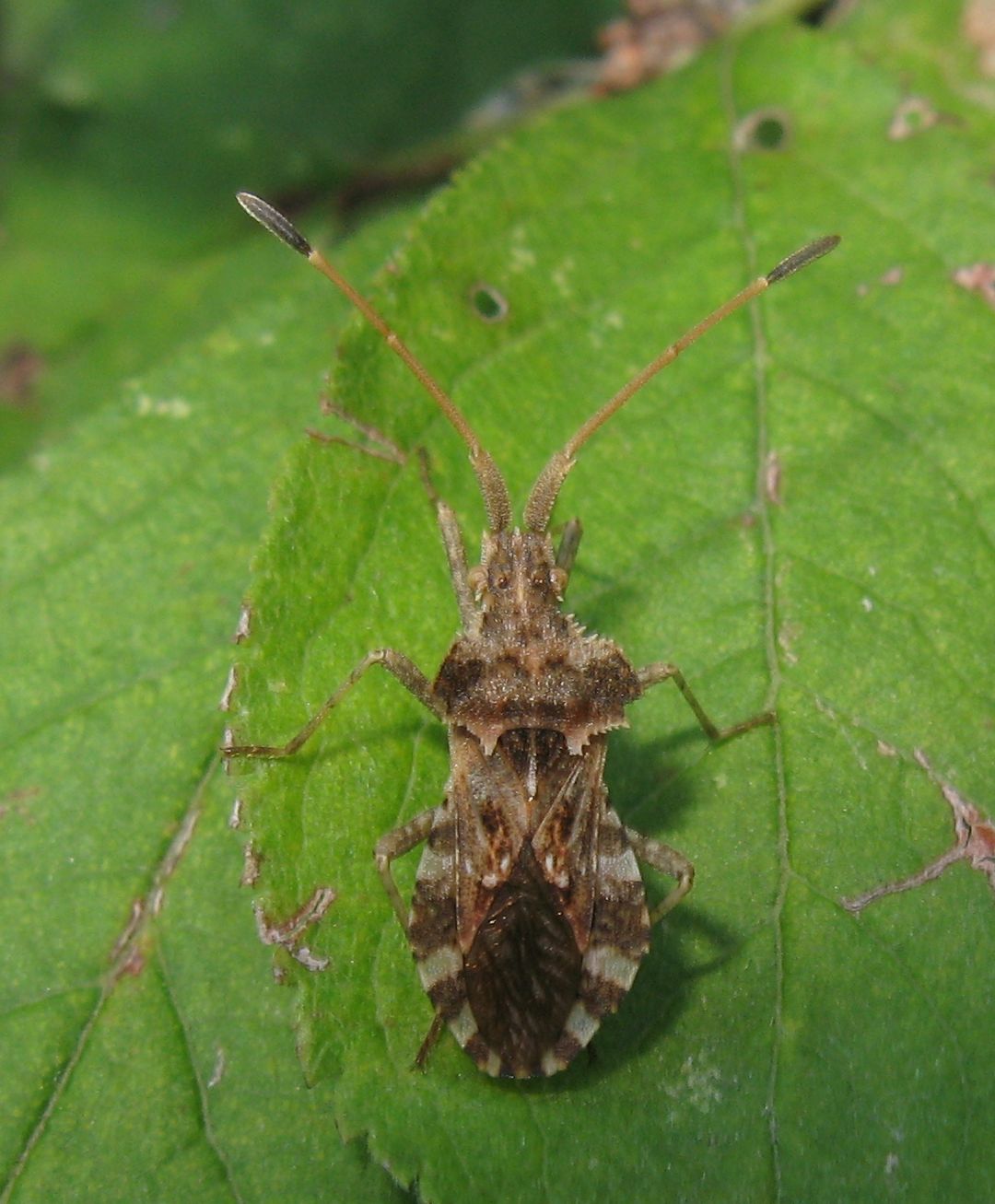 Centrocoris variegatus?