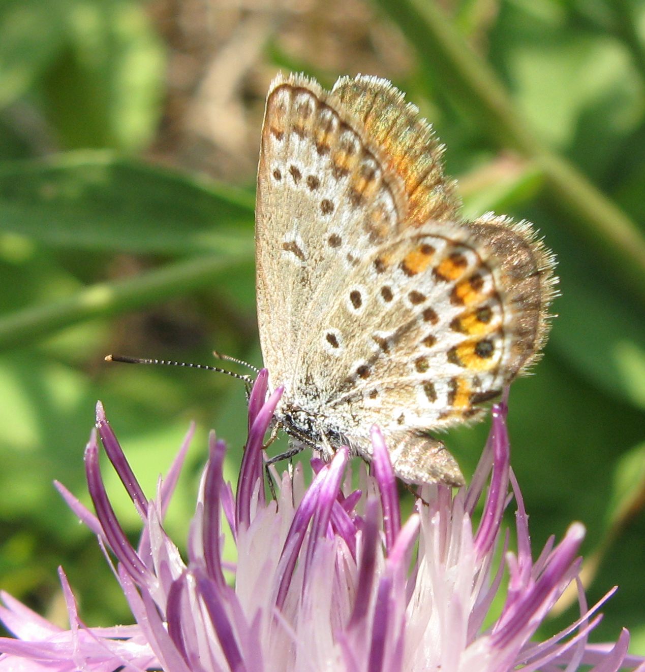 Plebejus cfr. argyrognomon