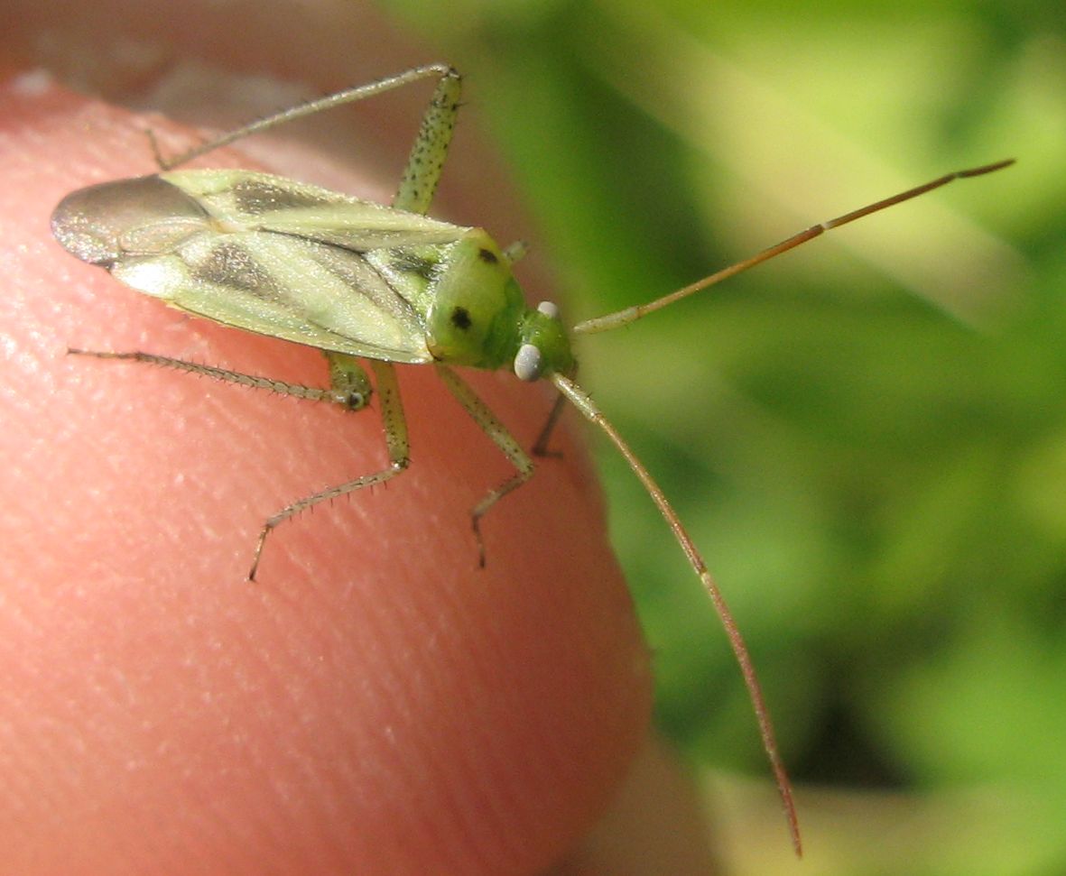 Miridae: Adelphocoris lineolatus del Bolognese