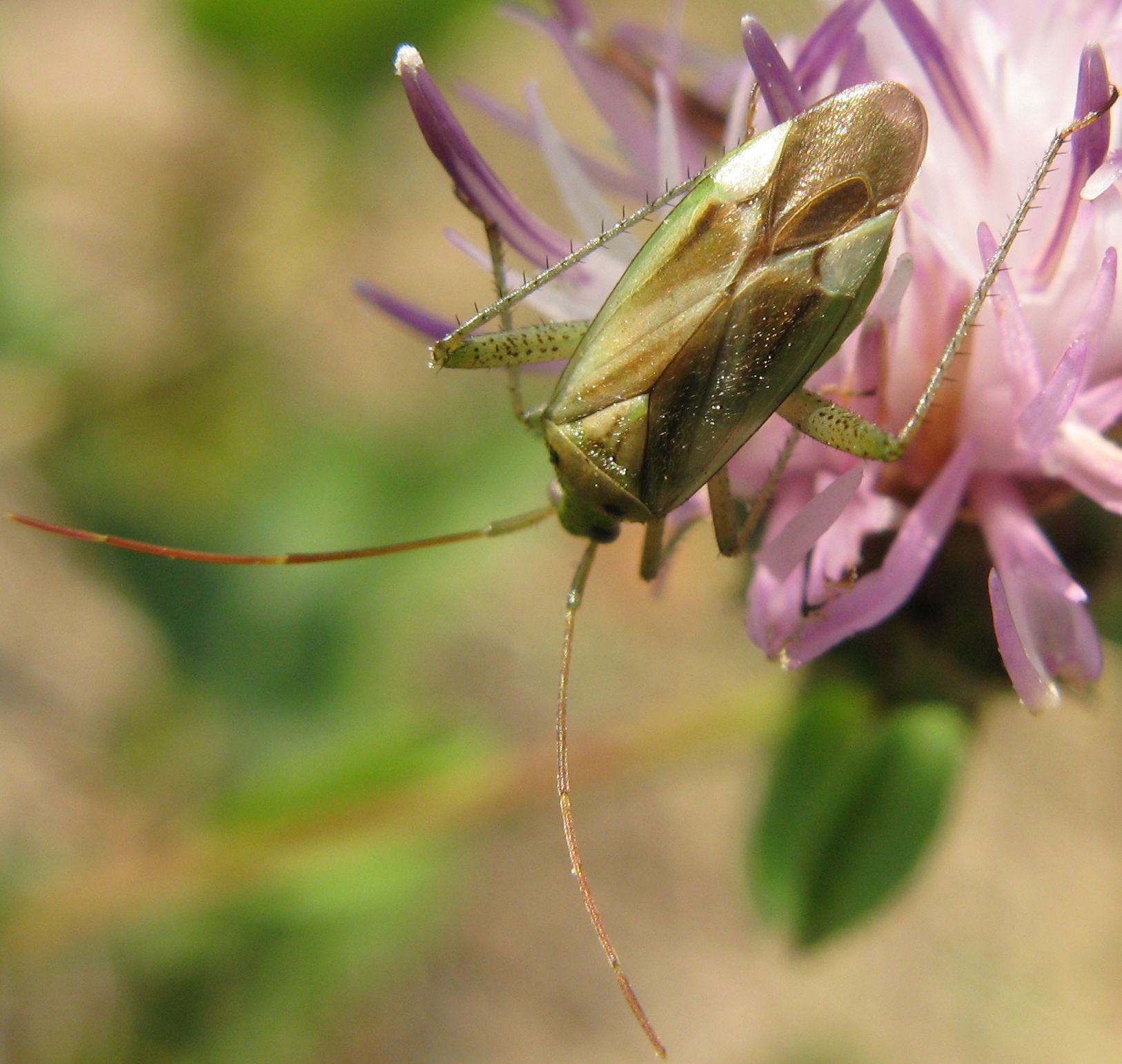 Miridae: Adelphocoris lineolatus del Bolognese