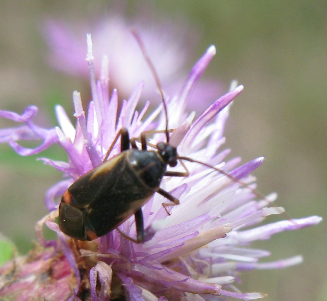 Adelphocoris seticornis e Stictopleurus cfr. crassicornis