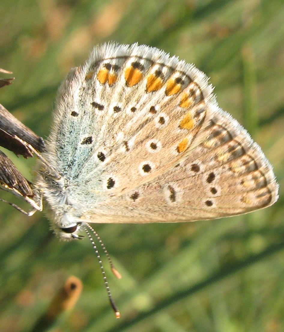 Farfalla...difficile! - Polyommatus icarus