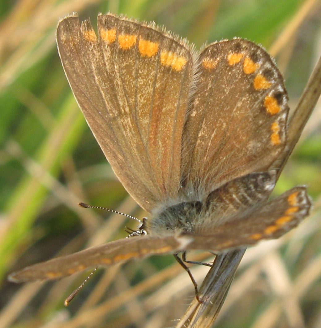 Farfalla...difficile! - Polyommatus icarus