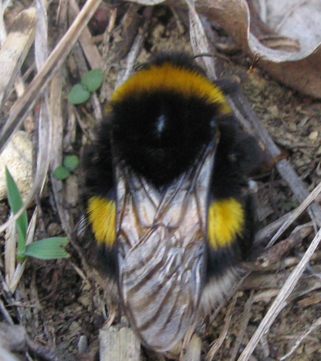 Bombo sfocato...Bombus terrestris o lucorum