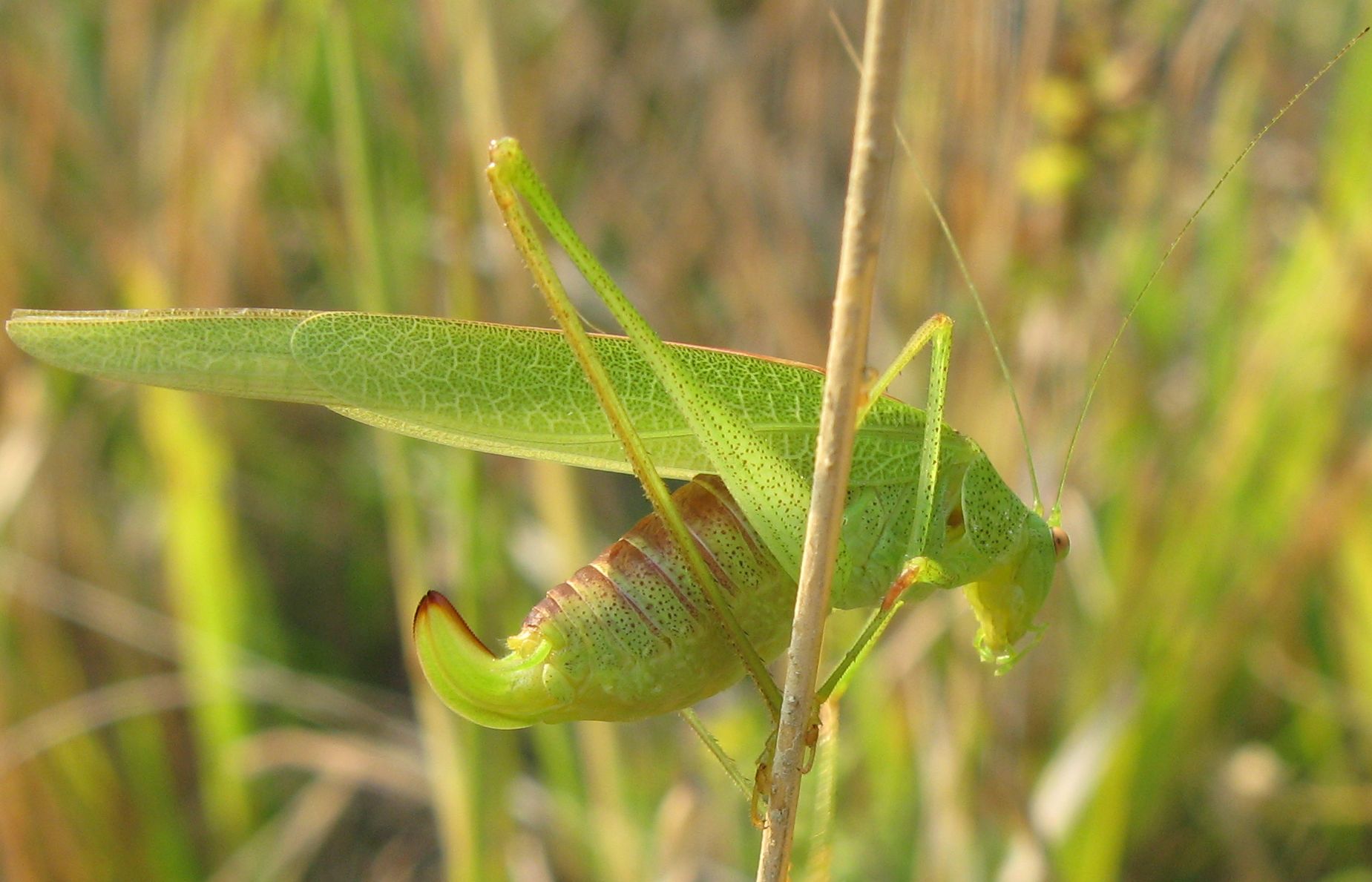 Phaneroptera