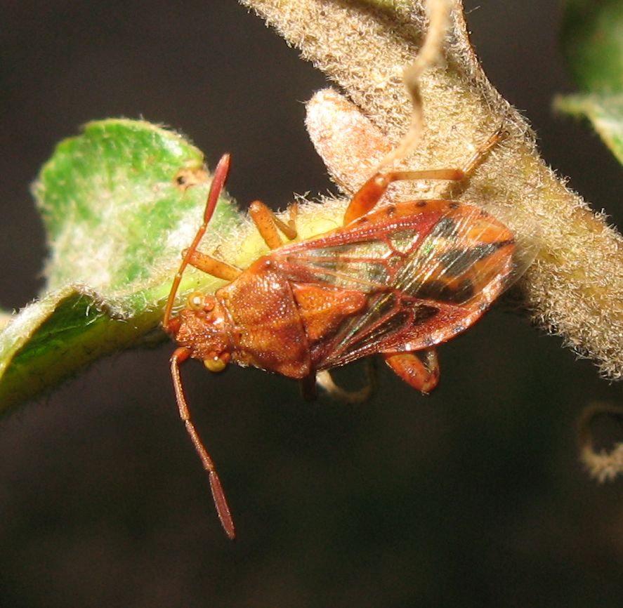 Adelphocoris seticornis e Stictopleurus cfr. crassicornis