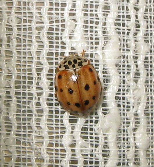 Coccinelle autunnali