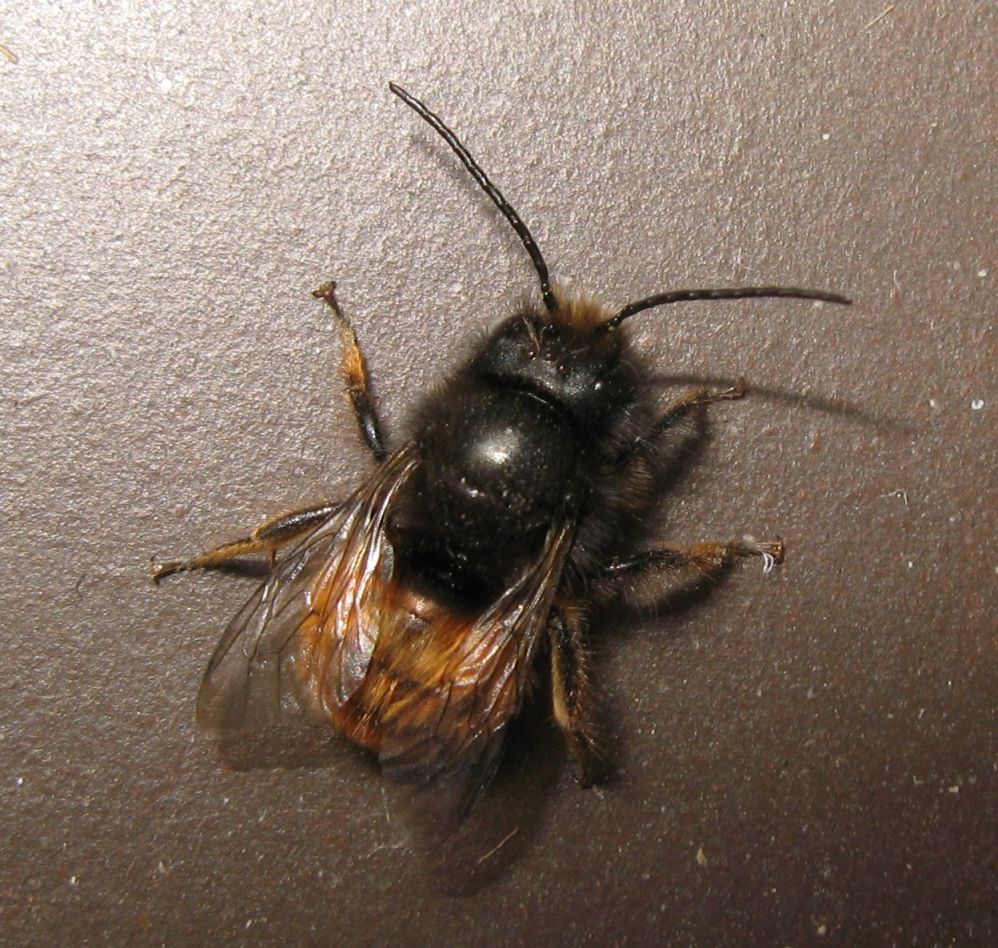 maschio di Osmia cornuta