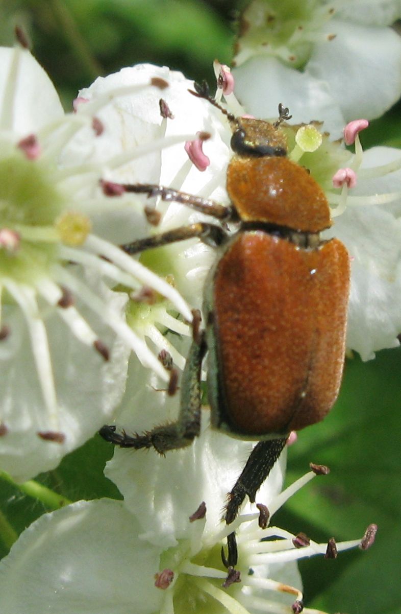 Rutelidae (?)