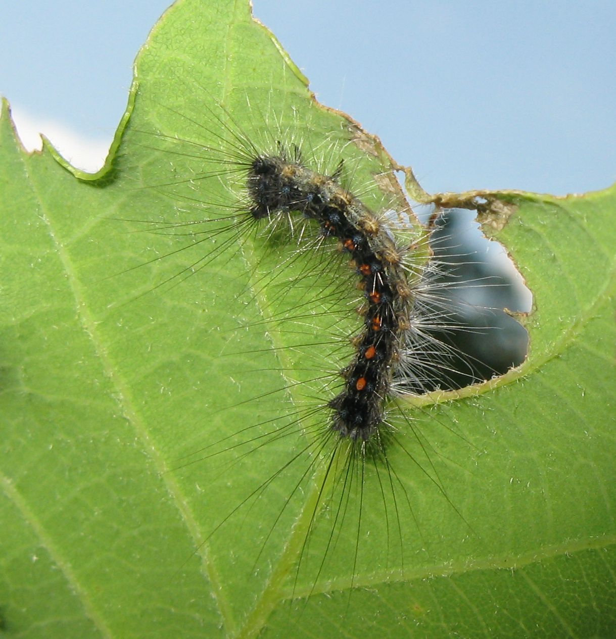 Bruchi su quercia