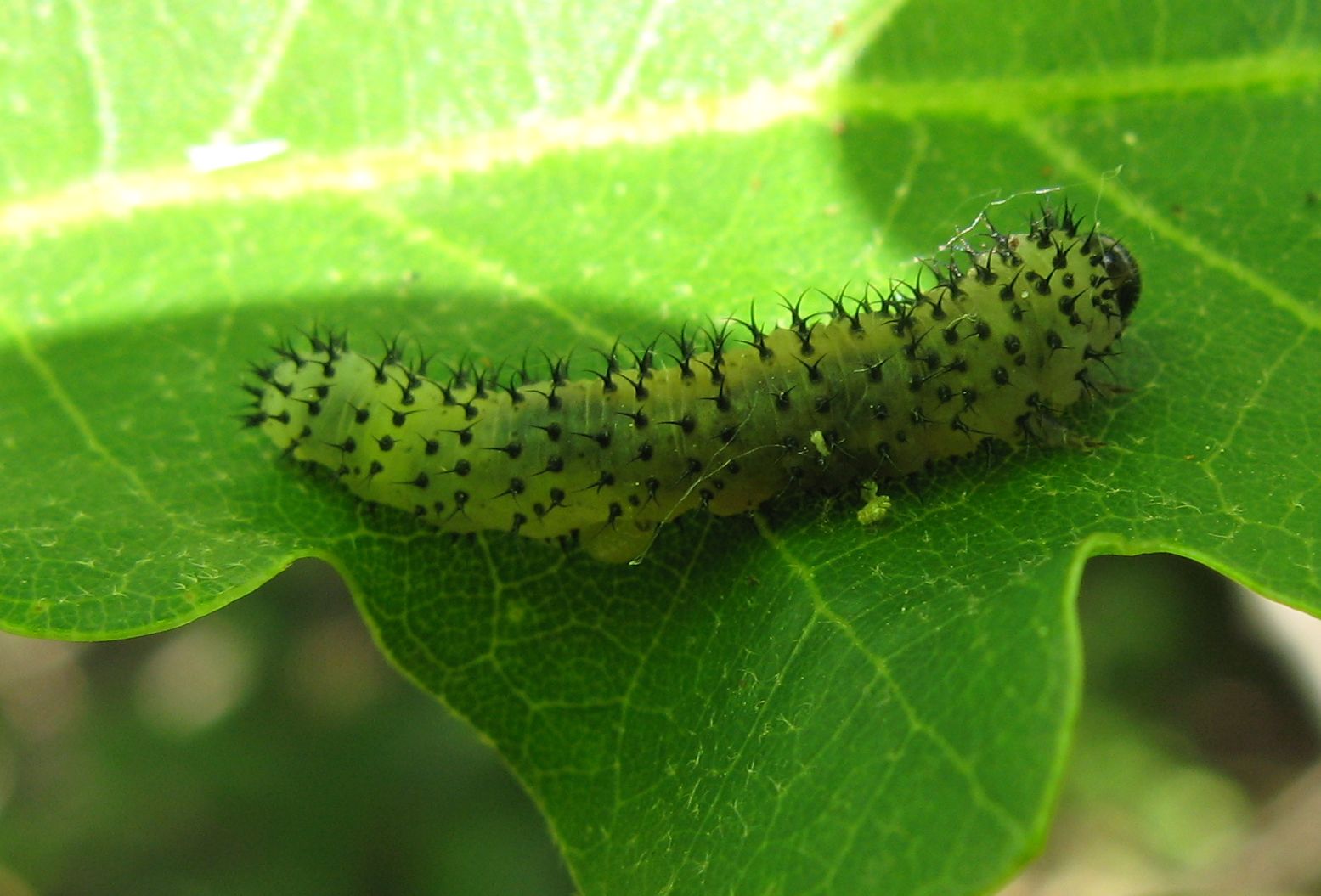 Bruchi su quercia