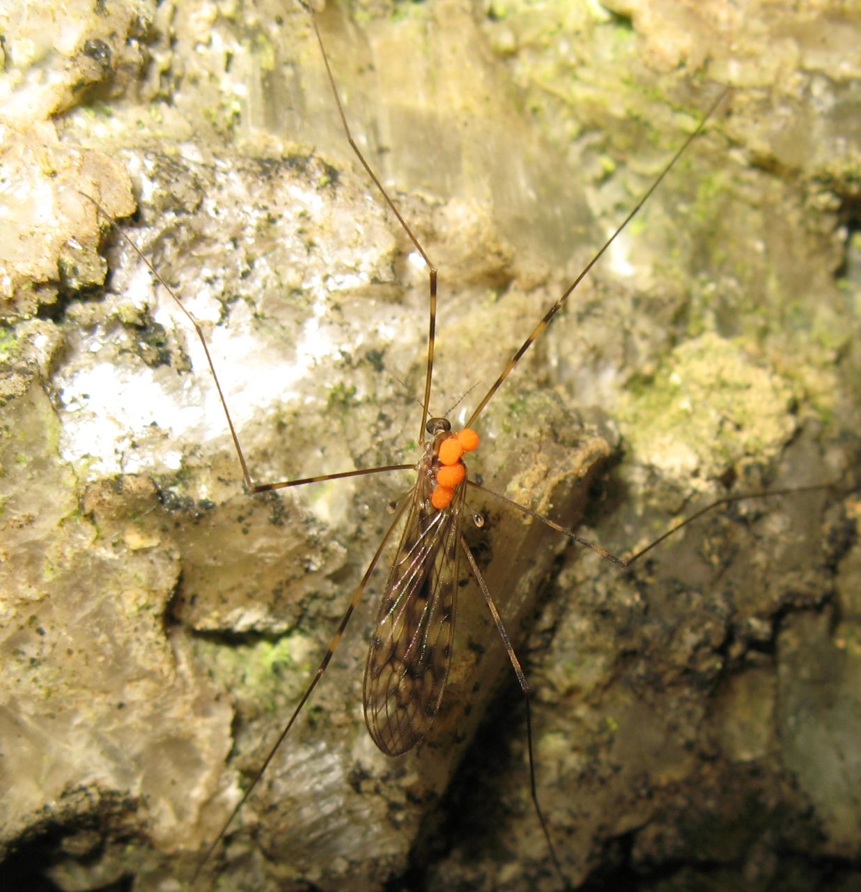 Tipule in una grotta