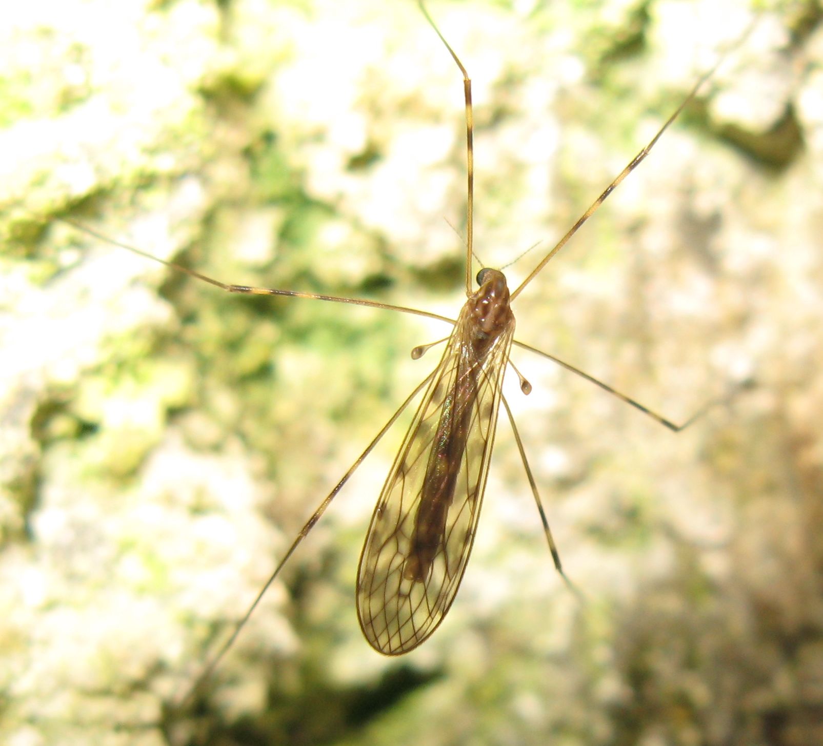 Tipule in una grotta