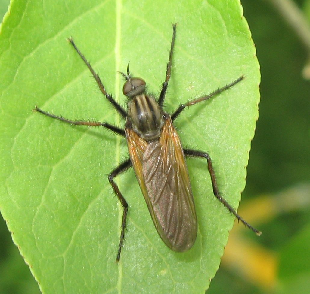 Empis (Euempis) cfr. tessellata  (Empididae).