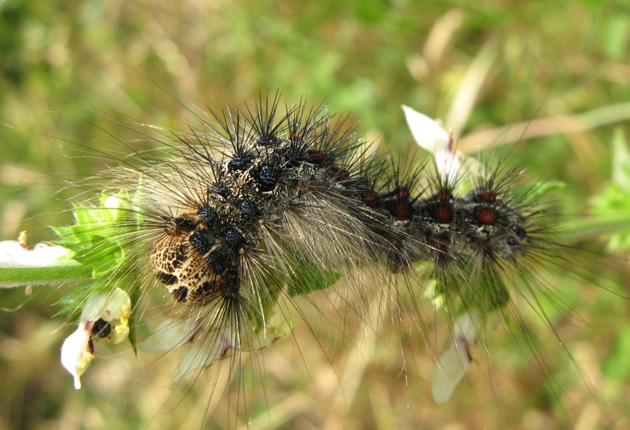 Bruco insolito - Lymantria dispar