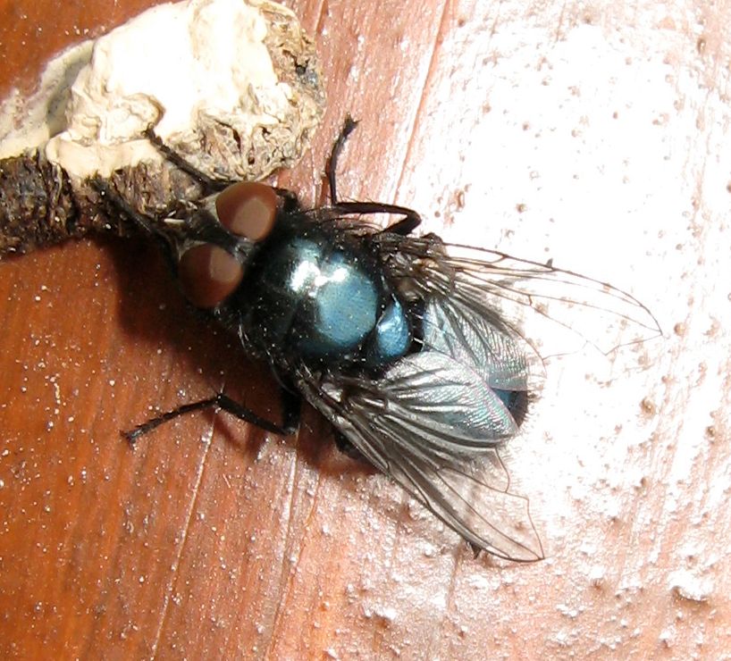 Calliphoridae