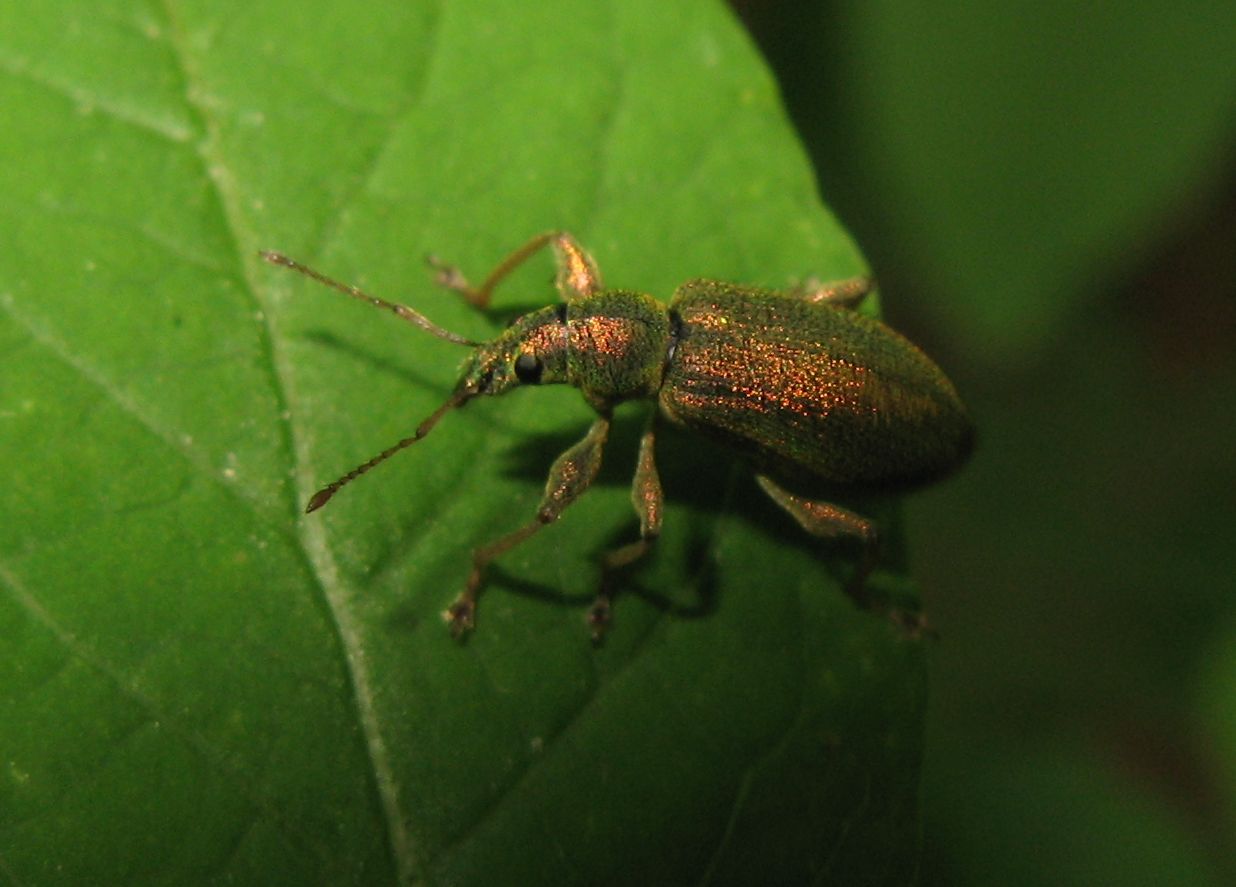 Phyllobius Arborator ?