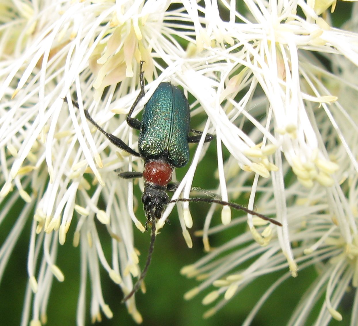 Dinoptera collaris ?